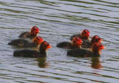Meerkoeten - Eurasian Coots