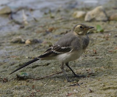 Witte Kwikstaart - White Wagtail