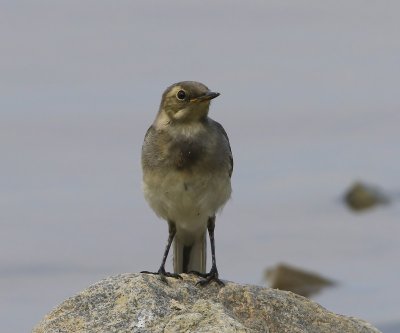 Witte Kwikstaart - White Wagtail