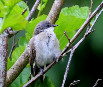 Braamsluiper - Lesser Whitethroat