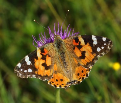 Distelvlinder - Painted Lady