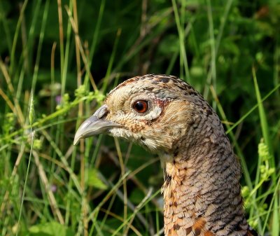 Fazant - Common Pheasant