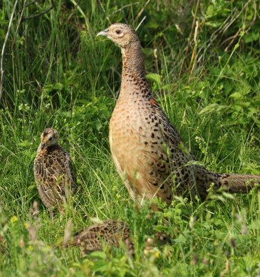 Fazanten - Common Pheasants