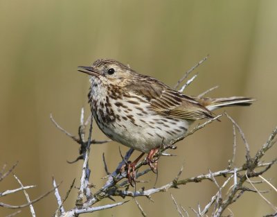 Graspieper - Meadow Pipit