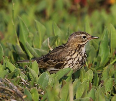 Graspieper - Meadow Pipit