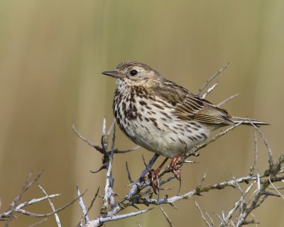 Graspieper - Meadow Pipit