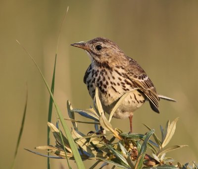 Graspieper - Meadow Pipit