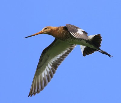 Grutto - Black-tailed Godwit