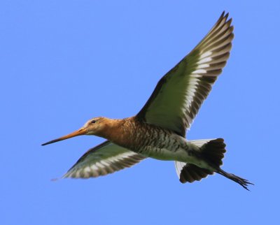 Grutto - Black-tailed Godwit