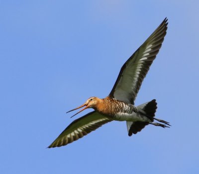 Grutto - Black-tailed Godwit