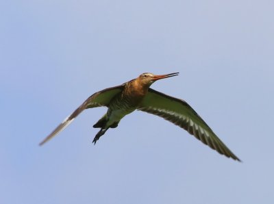 Grutto - Black-tailed Godwit