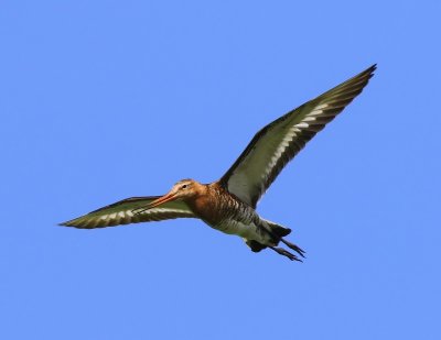 Grutto - Black-tailed Godwit