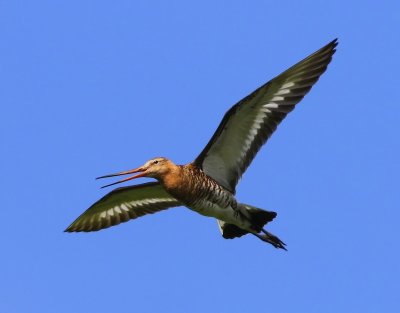 Grutto - Black-tailed Godwit