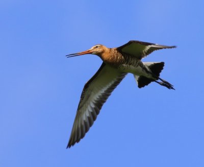 Grutto - Black-tailed Godwit