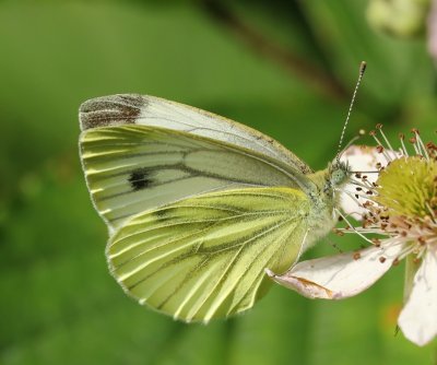 Klein Geaderd Witje - Green-veined White