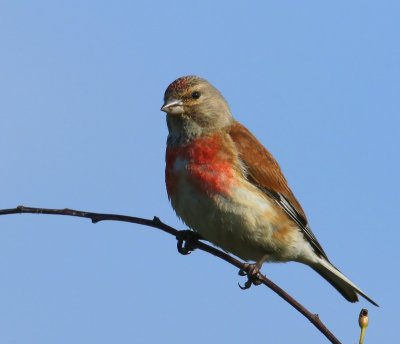 Kneu - Common Linnet