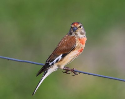 Kneu - Common Linnet