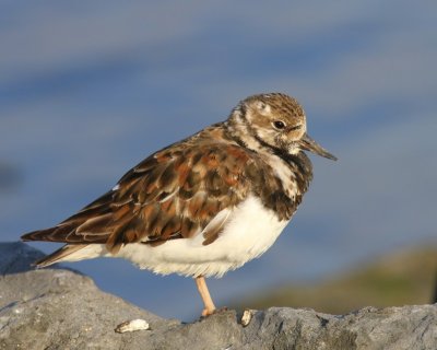 Steenloper - Ruddy Turnstone