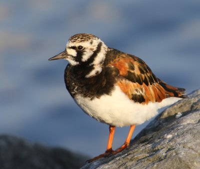 Steenloper - Ruddy Turnstone