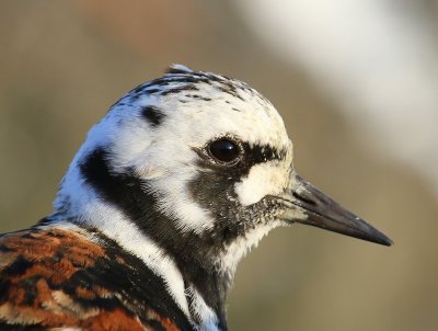 Steenloper - Ruddy Turnstone