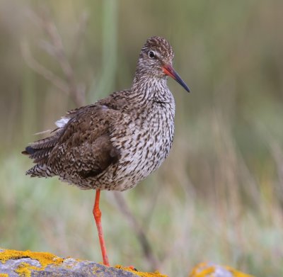 Tureluur - Common Redshank