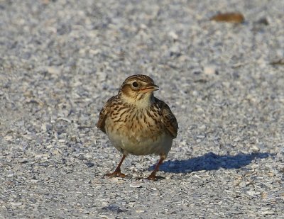 Veldleeuwerik - Eurasian Skylark