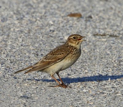 Veldleeuwerik - Eurasian Skylark