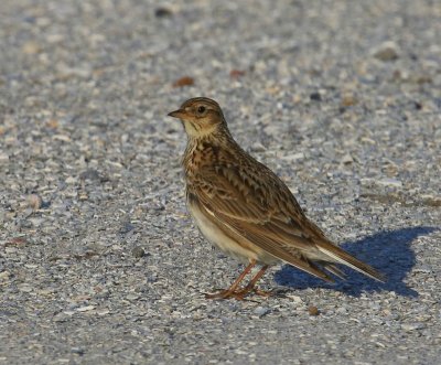 Veldleeuwerik - Eurasian Skylark