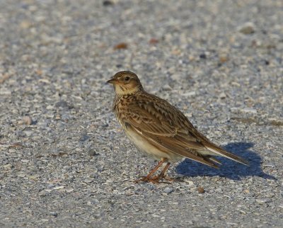 Veldleeuwerik - Eurasian Skylark