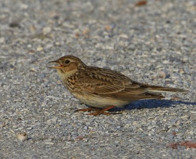 Veldleeuwerik - Eurasian Skylark