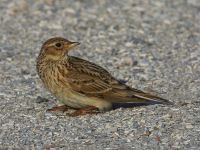 Veldleeuwerik - Eurasian Skylark