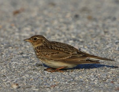 Veldleeuwerik - Eurasian Skylark
