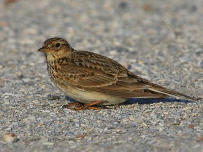Veldleeuwerik - Eurasian Skylark