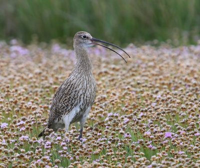 Wulp - Eurasian Curlew