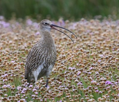 Wulp - Eurasian Curlew