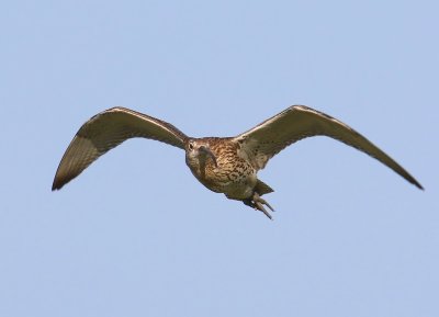 Wulp - Eurasian Curlew