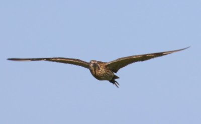Wulp - Eurasian Curlew