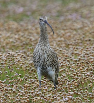 Wulp - Eurasian Curlew
