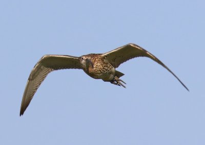 Wulp - Eurasian Curlew