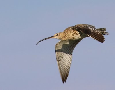 Wulp - Eurasian Curlew