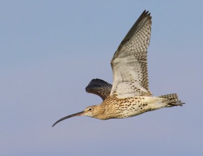Wulp - Eurasian Curlew