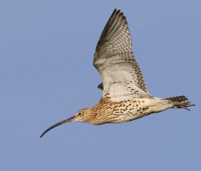 Wulp - Eurasian Curlew