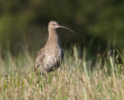 Wulp - Eurasian Curlew