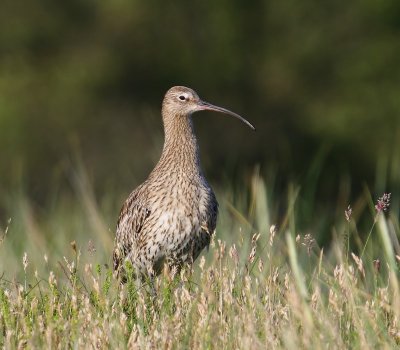 Wulp - Eurasian Curlew