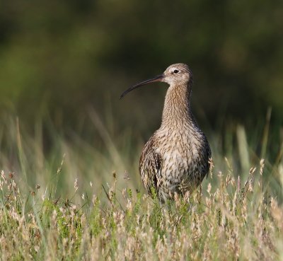 Wulp - Eurasian Curlew