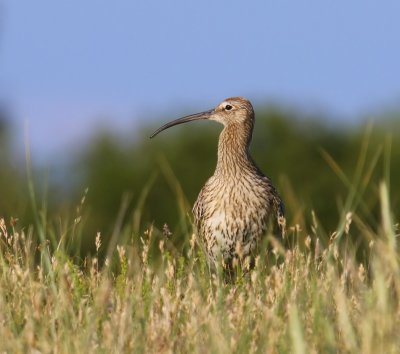 Wulp - Eurasian Curlew