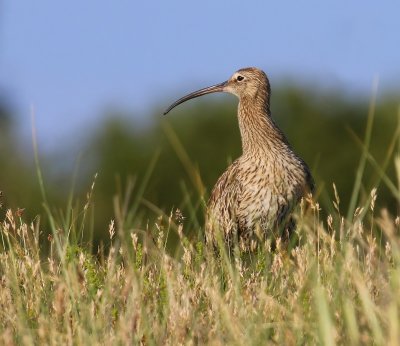 Wulp - Eurasian Curlew