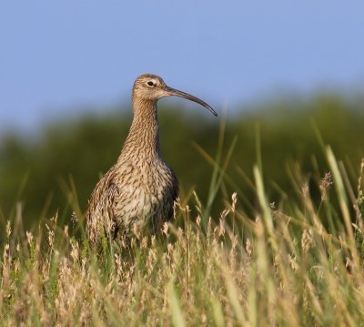 Wulp - Eurasian Curlew