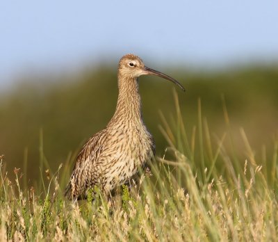 Wulp - Eurasian Curlew