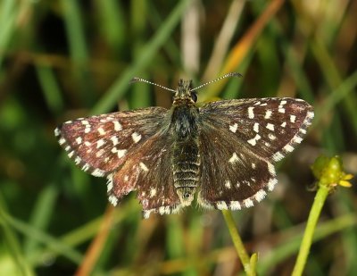 Aardbeivlinder - Grizzled Skipper